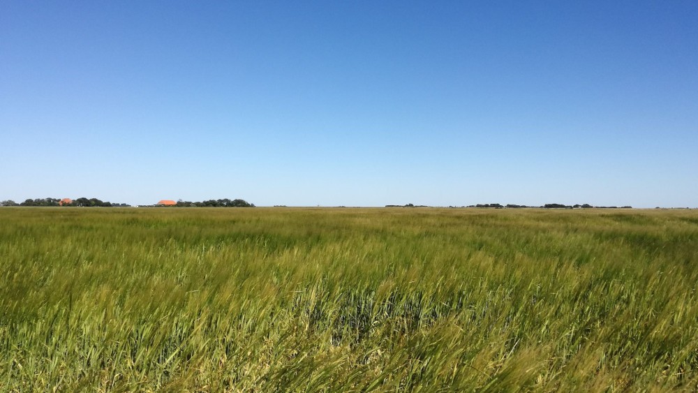 Graanveld in polder Eierland onder een blauwe lucht